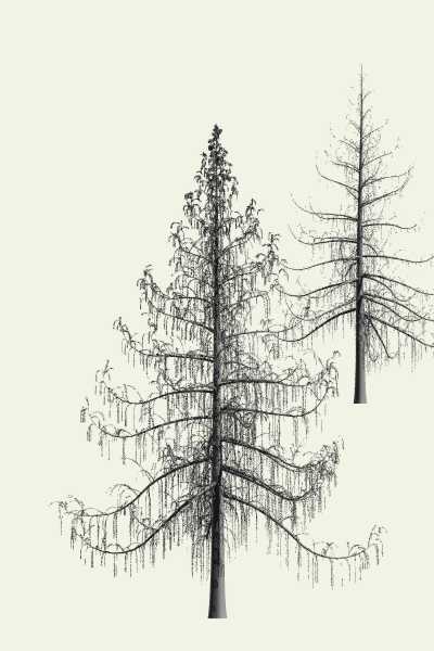 European Larch