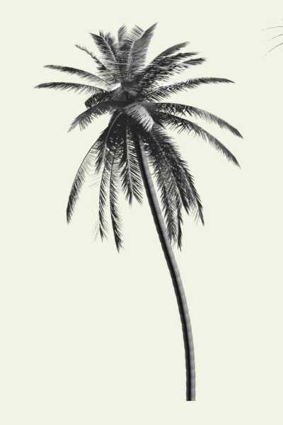 palm